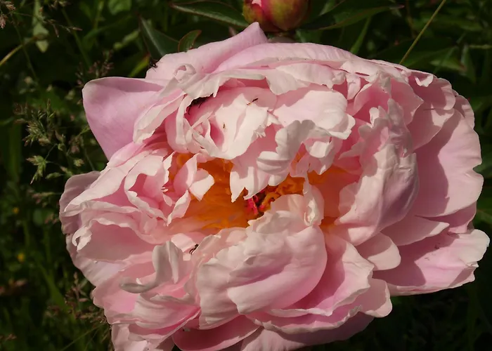 度假居 Le Hibou - La Cipiere *