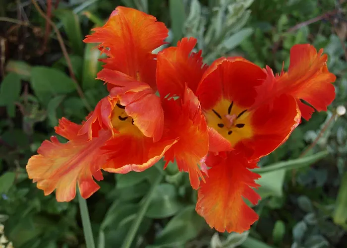 Le Hibou - La Cipiere 度假居 *